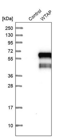 Merck Anti-WTAP antibody produced in rabbit