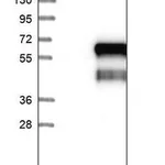 Merck Anti-WTAP antibody produced in rabbit