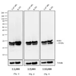 Thermo Fisher Scientific Chicken anti-Mouse IgG (H+L) Secondary Antibody, HRP