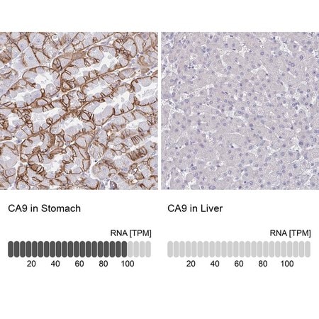 Merck Anti-CA9 antibody produced in rabbit