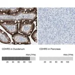 Merck Anti-CDHR5 antibody produced in rabbit