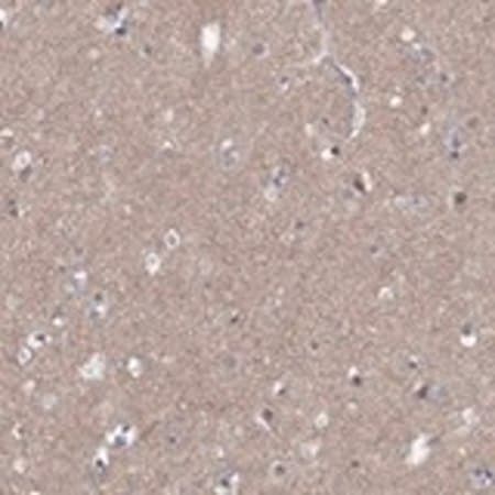 Merck Anti-DMTN antibody produced in rabbit