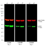 Thermo Fisher Scientific Goat anti-Rat IgG (H+L) Cross-Adsorbed Secondary Antibody, DyLight 680