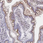 Merck Anti-MAN1A1 antibody produced in rabbit