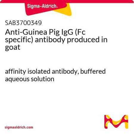 Merck Anti-Guinea Pig IgG (Fc specific) antibody produced in goat