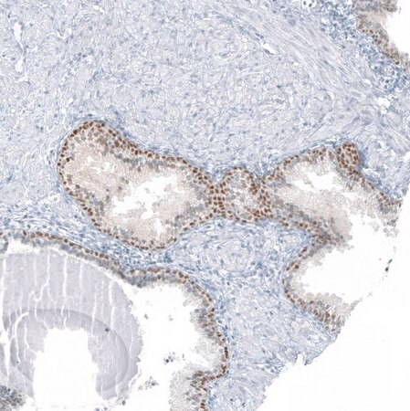 Merck Anti-SP8 antibody produced in rabbit