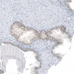 Merck Anti-SP8 antibody produced in rabbit