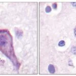 Merck ANTI-RHODOPSIN ANTIBODY PRODUCED IN RABB