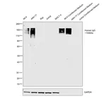 Thermo Fisher Scientific F(ab`)2-Goat anti-Human IgG Fc Cross-Adsorbed Secondary Antibody, HRP