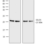 Thermo Fisher Scientific Goat anti-Mouse IgG (H+L) Cross-Adsorbed Secondary Antibody, AP