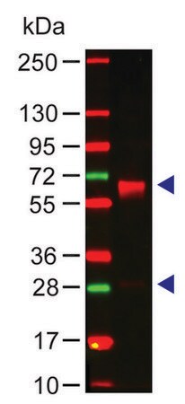 Merck Anti-Human IgA (alpha-chain specific) antibody produced in rabbit