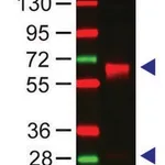 Merck Anti-Human IgA (alpha-chain specific) antibody produced in rabbit