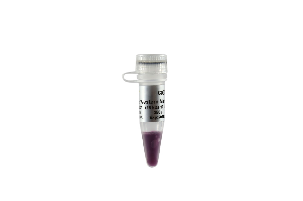 EasySee® Western Marker (25-90 kDa)