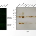 Thermo Fisher Scientific Goat anti-Canine IgG (H+L) Secondary Antibody, FITC