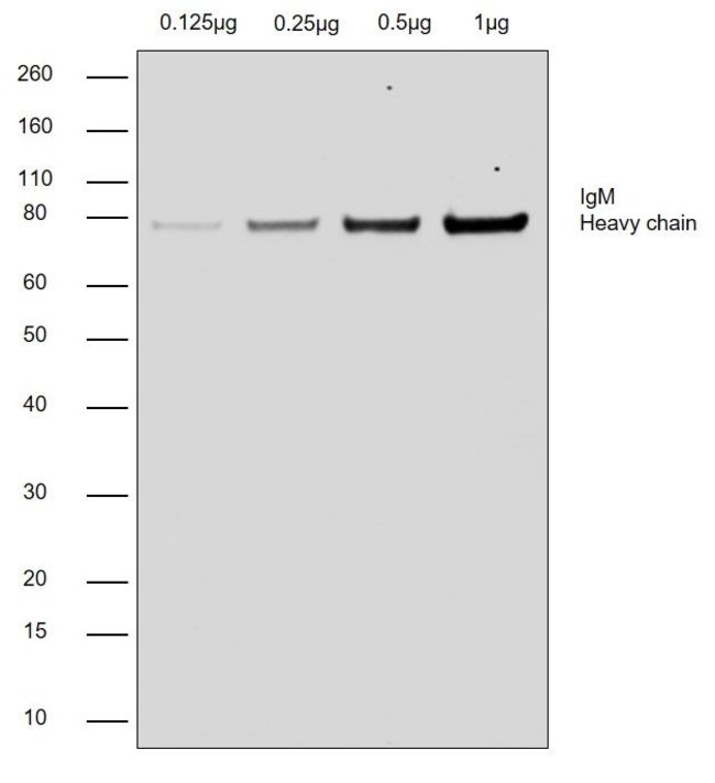 Thermo Fisher Scientific Chicken anti-Goat IgG (H+L) Cross-Adsorbed Secondary Antibody, HRP