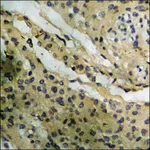 Merck Anti-phospho-GR (pSer226) antibody produced in rabbit
