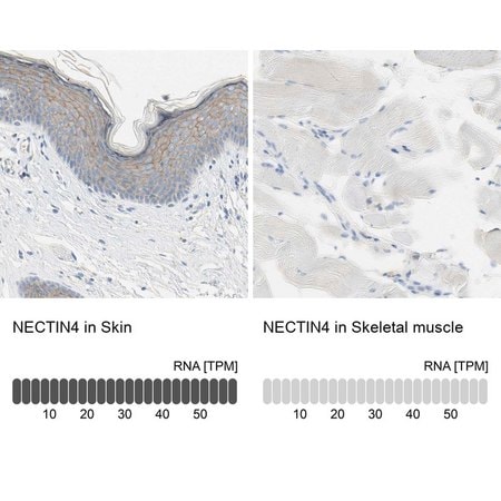 Merck Anti-NECTIN4 antibody produced in rabbit