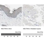 Merck Anti-NECTIN4 antibody produced in rabbit