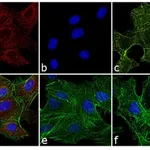 Thermo Fisher Scientific Goat anti-Rat IgG (H+L) Cross-Adsorbed Secondary Antibody, APC