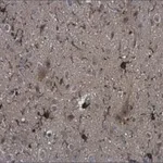 Merck MONOCLONAL ANTI-IBA1