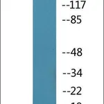 Merck Anti-phospho-Caveolin 2 (pTyr27) antibody produced in rabbit