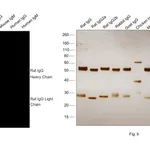 Thermo Fisher Scientific Goat anti-Rat IgG (H+L) Highly Cross-Adsorbed Secondary Antibody, Alexa Fluor Plus 555