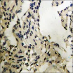 Merck Anti-phospho-MEF2C (pSer396) antibody produced in rabbit