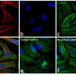 Thermo Fisher Scientific Goat anti-Mouse IgG (H+L) Secondary Antibody, DyLight 650