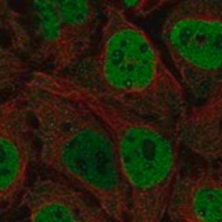 Merck Anti-CDK7 antibody produced in rabbit