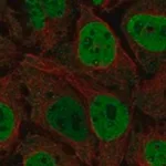 Merck Anti-CDK7 antibody produced in rabbit