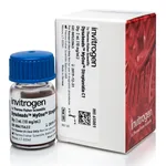 Thermo Fisher Scientific Dynabeads MyOne Streptavidin C1, 2 mL