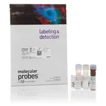 Thermo Fisher Scientific CellEvent Caspase-3/7 Green Flow Cytometry Assay Kit, 100 Assays
