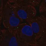 Merck ANTI-NTS ANTIBODY PRODUCED IN RABBIT