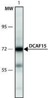 Merck ANTI-DCAF15 (567-580)