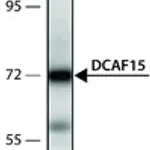 Merck ANTI-DCAF15 (567-580)