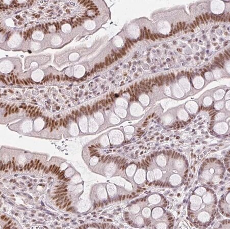 Merck Anti-FAM32A antibody produced in rabbit