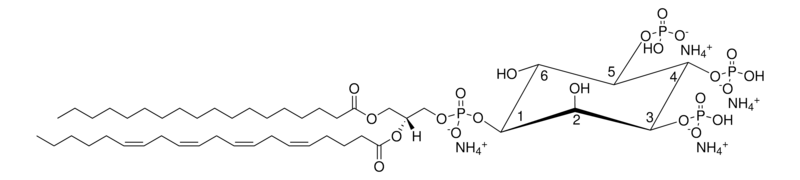 Merck 18:0-20:4 PI(3,4,5)P3