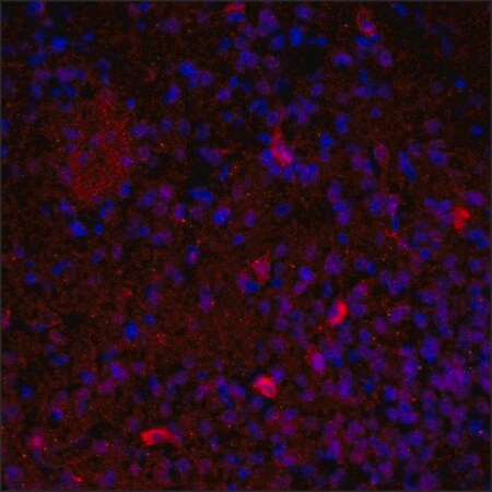 Merck Anti-VAChT (C-terminal) antibody produced in rabbit