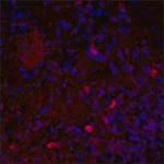 Merck Anti-VAChT (C-terminal) antibody produced in rabbit