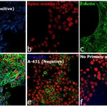 Thermo Fisher Scientific Goat anti-Rabbit IgG (H+L) Cross-Adsorbed Secondary Antibody, DyLight 350