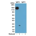 Thermo Fisher Scientific Rabbit anti-Mouse Kappa Light Chain Recombinant Secondary Antibody, Biotin