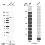 Merck Anti-GRAMD1A antibody produced in rabbit