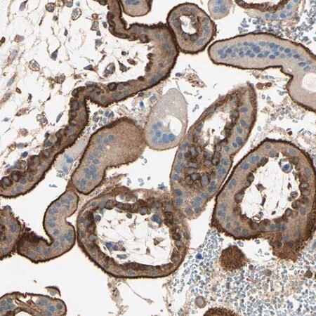 Merck Anti-AGFG1 antibody produced in rabbit