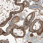 Merck Anti-AGFG1 antibody produced in rabbit