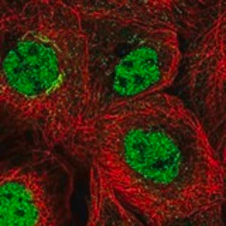 Merck Anti-PCGF5 antibody produced in rabbit