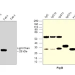 Thermo Fisher Scientific Goat anti-Human IgG (Kappa light chain) Recombinant Secondary Antibody