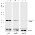 Thermo Fisher Scientific Goat anti-Rabbit IgG (H+L) Secondary Antibody, HRP