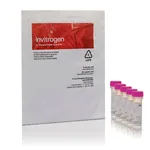 Thermo Fisher Scientific CellROX Orange Reagent, for oxidative stress detection