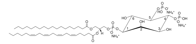 Merck Brain PI(4,5)P2