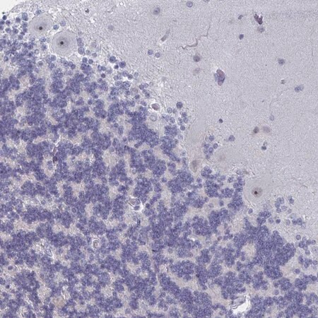 Merck Anti-NR1H2 antibody produced in rabbit